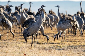 Crane (bird) courtship, dance of the cranes (bird) at Lake Hornborgasjön in Sweden in spring at...