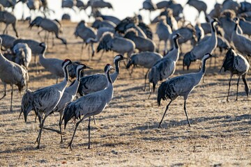 Crane (bird) courtship, dance of the cranes (bird) at Lake Hornborgasjön in Sweden in spring at sunrise