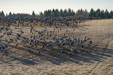 Crane (bird) courtship, dance of the cranes (bird) at Lake Hornborgasjön in Sweden in spring at...