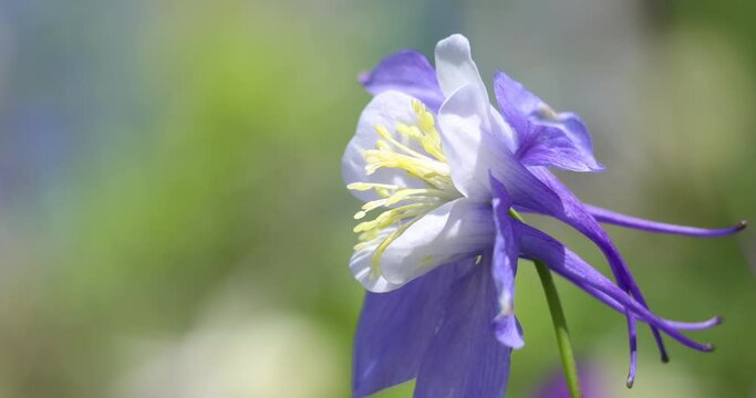 Colorado state flower Blue Columbine close up shot.