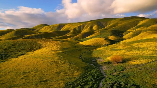 Carrizo plains national monument in California with Golden wildflowers on rolling hills.