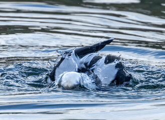 Obraz premium Male long tailed duck swimming in the water