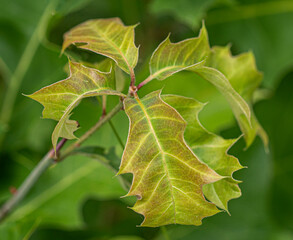 Leaves Close Up