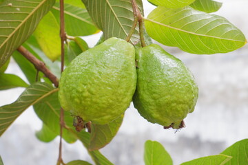 Fototapeta premium Guava fruit on the tree in the garden with green leaves background