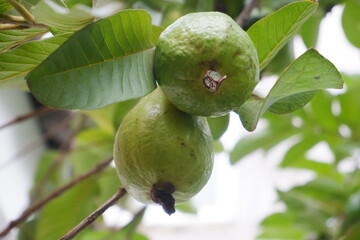 Guava fruit on the tree in the garden with green leaves background