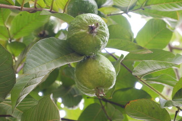 Guava fruit on the tree in the garden with green leaves background