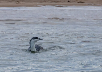 Fototapeta premium Juvenile red throated diver in the water