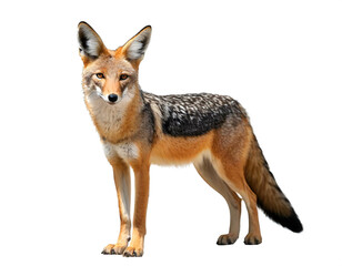 Obraz premium Schakal stehend isoliert auf weißem Hintergrund, Freisteller