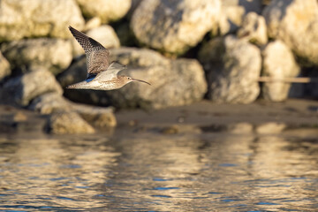 Obraz premium The Eurasian curlew or common curlew (Numenius arquata) very large wader in the family Scolopacidae.