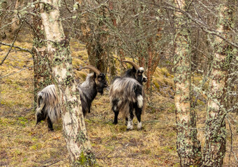 Close up of wild goats in the forest with large horns