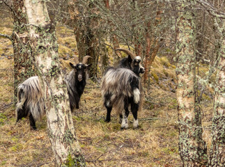 Fototapeta premium Close up of wild goats in the forest with large horns