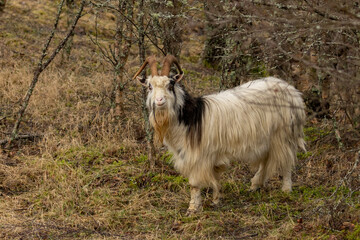 Close up of wild goats in the forest with large horns