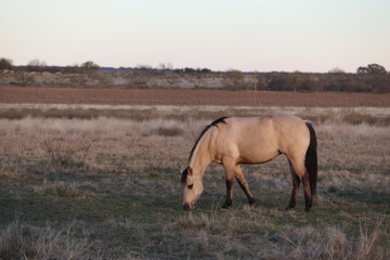 Buckskin mare grazing in the fall pasture