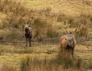 Naklejka na ściany i meble Mighty and majestic red deer stags in the scottish highlands