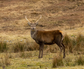 Mighty and majestic red deer stags in the scottish highlands