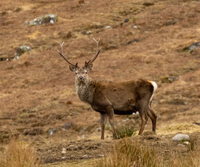 Naklejka na ściany i meble Mighty and majestic red deer stags in the scottish highlands
