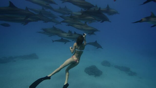 Experienced woman freediver swimming deep underwater with dolphins in blue ocean water, amazing snorkeling adventure. Armature diver woman diving in red sea with bottlenose dolphins. Travel concept