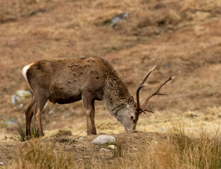 Mighty and majestic red deer stags in the scottish highlands