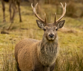 Mighty and majestic red deer stags in the scottish highlands
