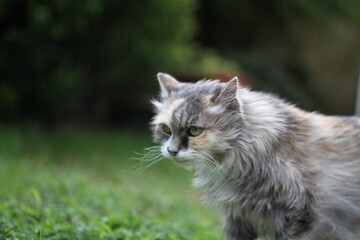 Naklejka na ściany i meble calico and white cat outdoors with green plants garden fur longhair