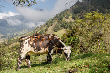 A cow grazing on a meadow in the Colombian highlands under the world’s tallest palm trees in the...
