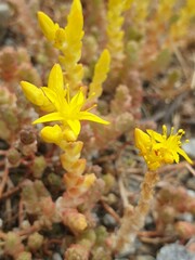 autumn leaves on the ground