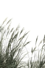 grass isolated on white background