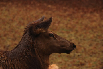 Profile of an Elk