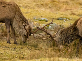 Scottish red deer stags rutting with antlers clashing in the scottish highlands