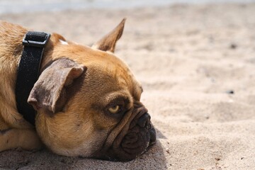 Nahaufnahme einer Französischen Bulldogge. Chillen am Strand.