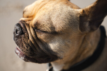 Nahaufnahme einer Französischen Bulldogge. Die Augen geschlossen, die Sonne genießend. - obrazy, fototapety, plakaty