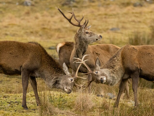 Scottish red deer stags rutting with antlers clashing in the scottish highlands