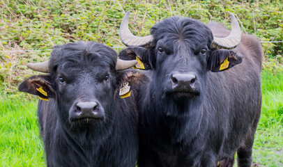 Naklejka premium italian mediterranean buffalo or Bufala Mediterranea Italiana close up facing camera.