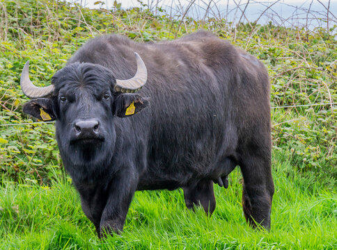 italian mediterranean buffalo or Bufala Mediterranea Italiana  close up facing camera.