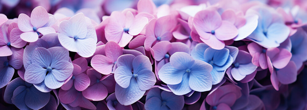 Close up of hydrangeas in pink, blue, lilac