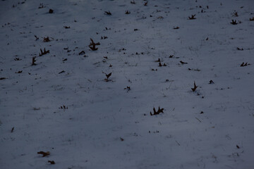 Spring Snow
