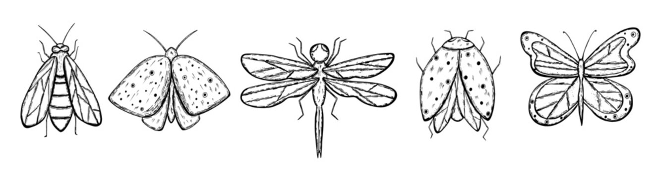 Set of flying insect with wings in hand drawn sketch style