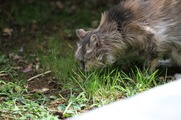 calico and white cat outdoors with green plants garden fur longhair