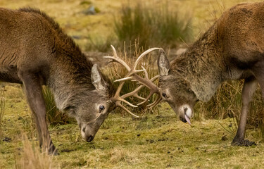 Scottish red deer stags rutting with antlers clashing in the scottish highlands