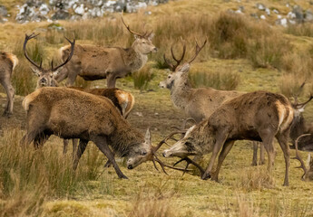 Naklejka na ściany i meble Scottish red deer stags rutting with antlers clashing in the scottish highlands