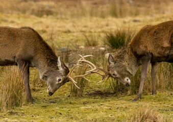 Two stags clashing antlers during a rut