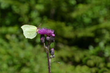 Gonepteryx rhamni, commonly named the common brimstone sitting on the Cirsium (known as plume...