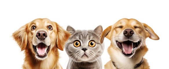 Portrait of Three Funny Animals (dogs and cat) Isolated on White and PNG Transparent Background.