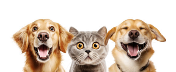 Portrait of Three Funny Animals (dogs and cat) Isolated on White and PNG Transparent Background.