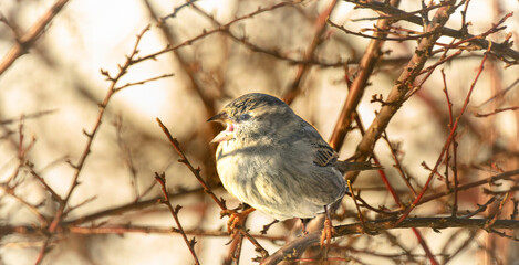 A fluffy sparrow enjoying the sun
