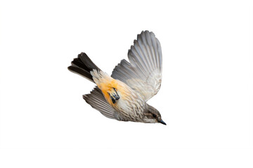 Vermilion F;lycatcher (Pyrocephalus rubinus) igh Resolution Photo, in Flight on a Transparent Background - 738965674