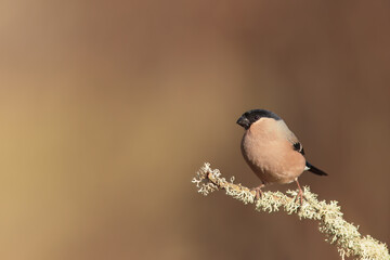 Common bullfinch perched on branch with lichens.