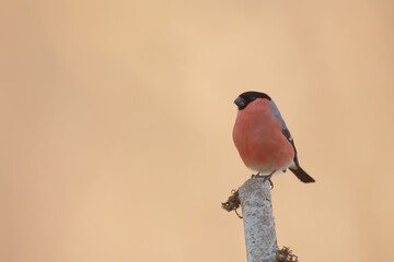 Male bullfinch perched on a branch