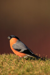 Male bullfinch on grass.