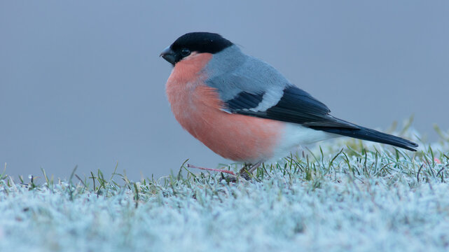 Male bullfinch on frozen grass